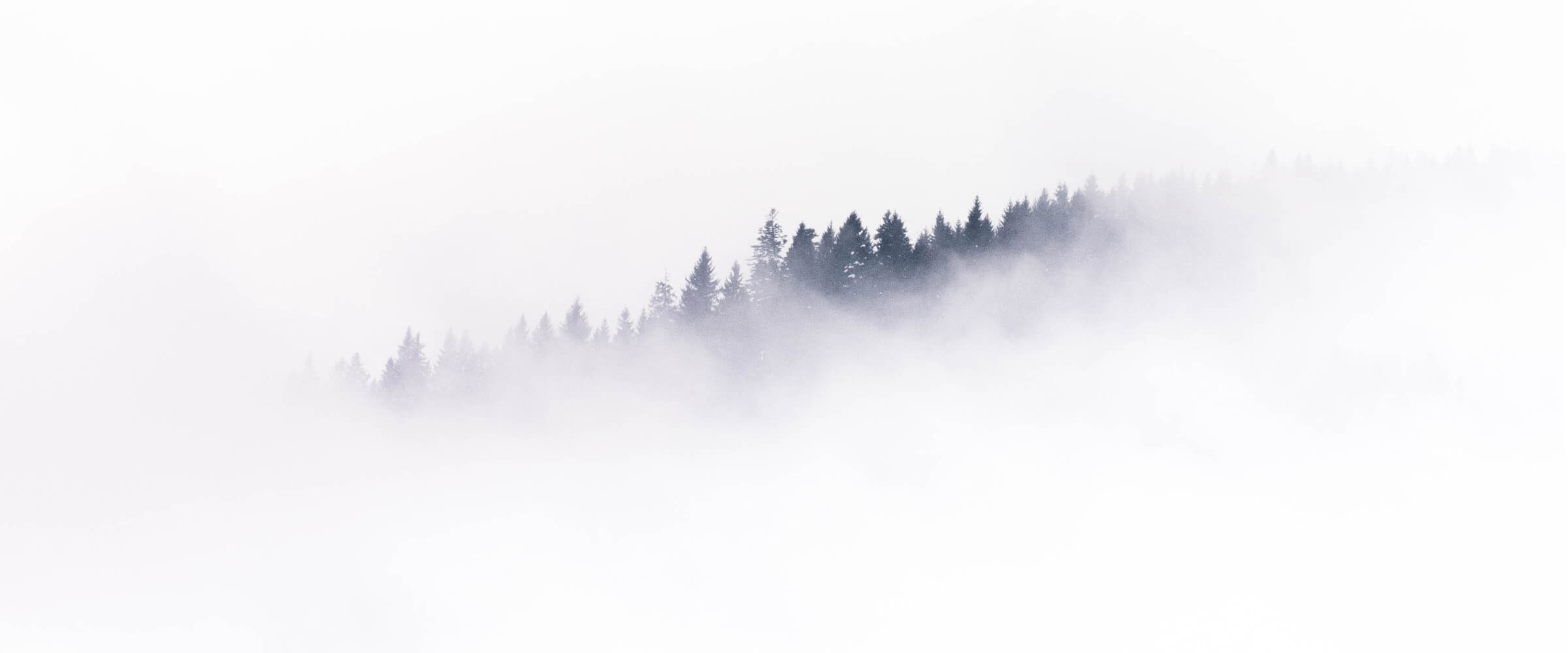 Header photo of a treetops in the fog